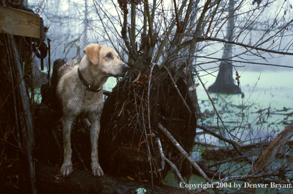 Yellow Labrador Retriever in blind 