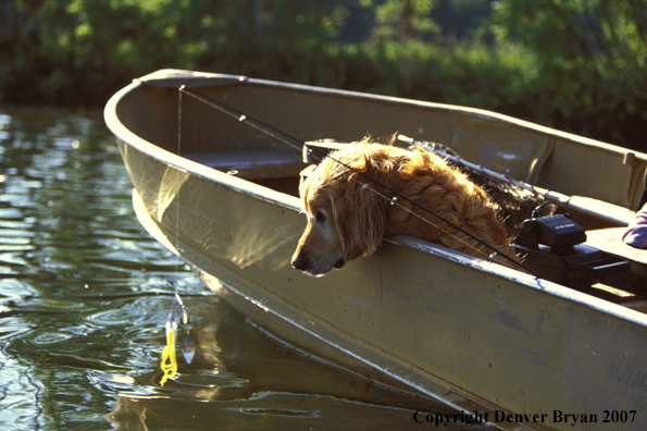 Golden Retriever in boat.