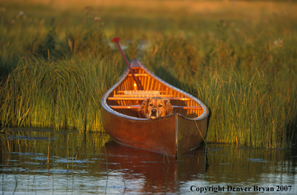 Golden Retriever in canoe.