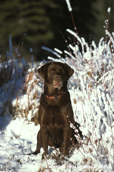 Chocolate Labrador Retriever 