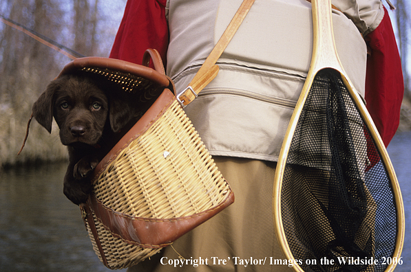 Chocolate labrador retriever puppy in creel.