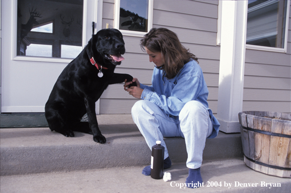 Black Labrador Retriever receiving first aid