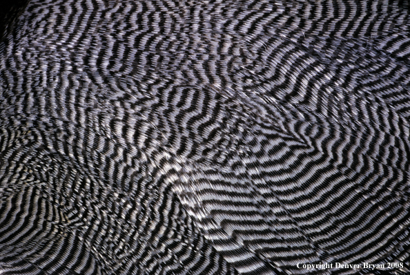 Pintail drake body feathers