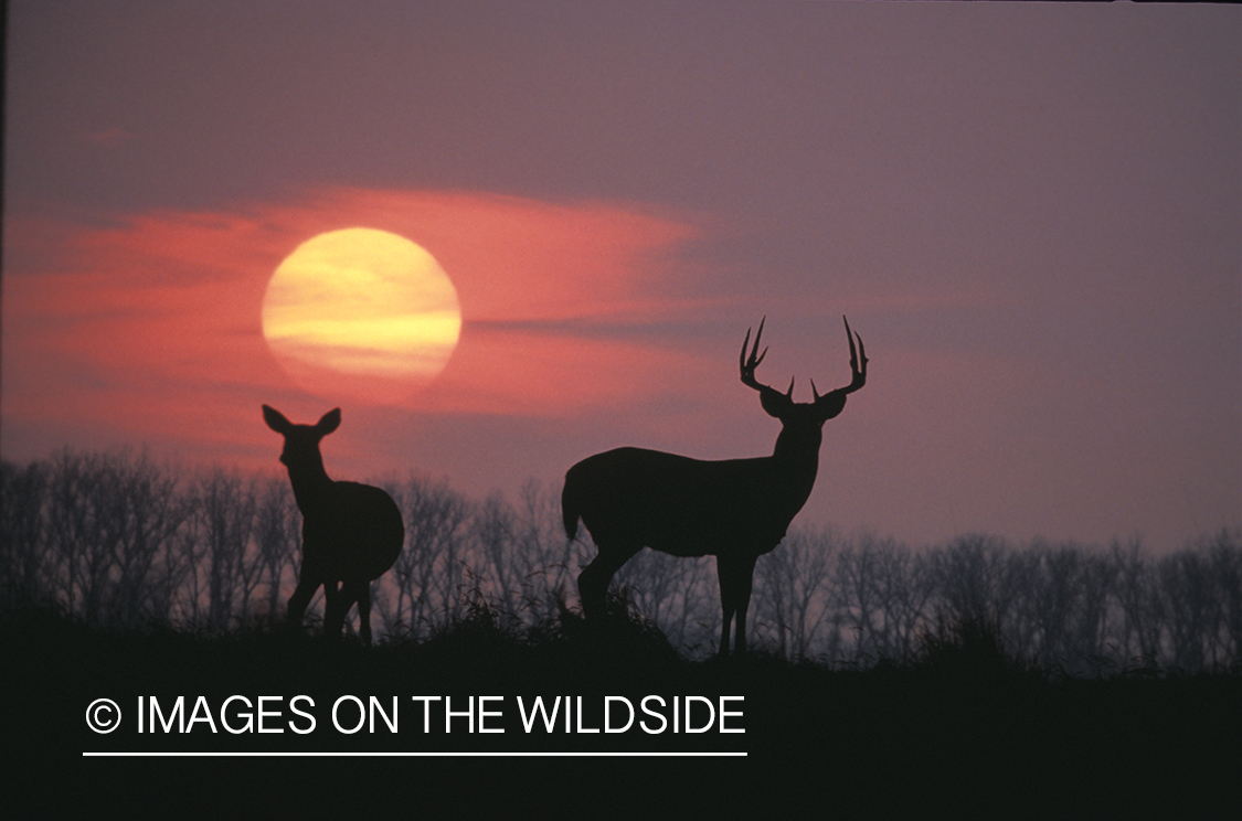 Whitetail buck with doe at sunset/sunrise.