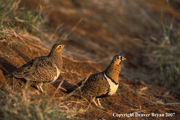 Pair of black-faced sandgrouse.  Africa.