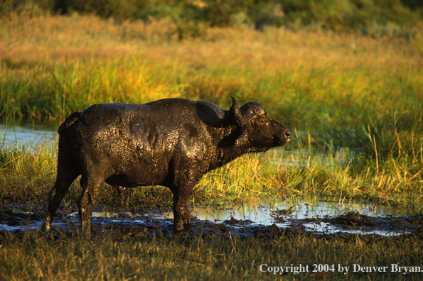 Cape Buffalo in habitat.