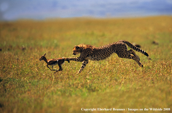 Cheetah chasing game