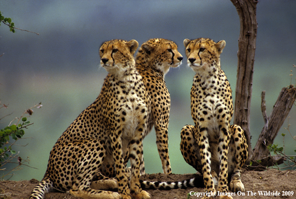 Young Cheetahs