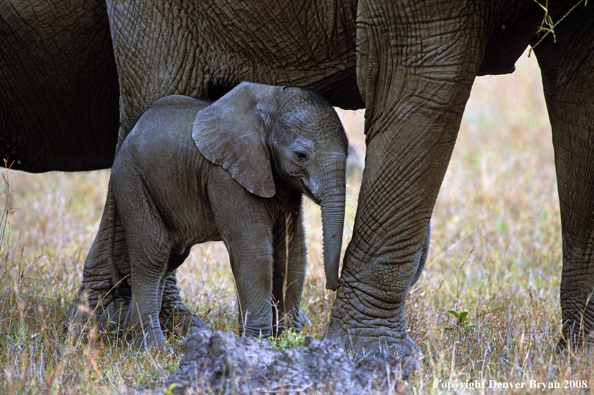 Elephant baby walking with mother