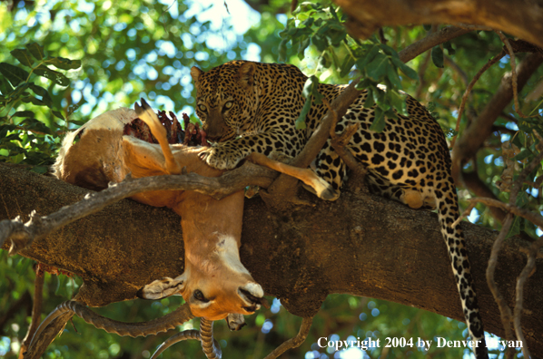 Leopard in tree with kill. Africa