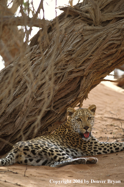 Leopard in habitat. Africa