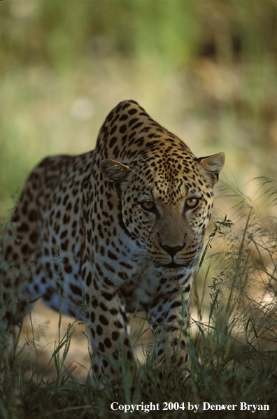 Leopard in habitat. Africa