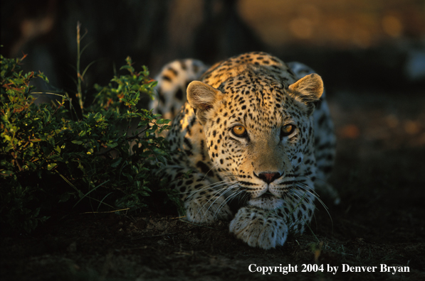 Leopard in habitat. Africa