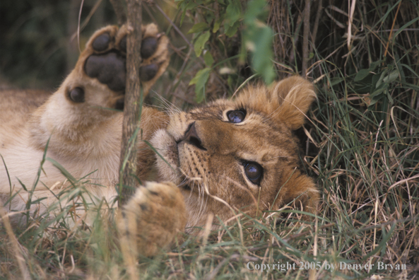 Lion cub in habitat. Africa.