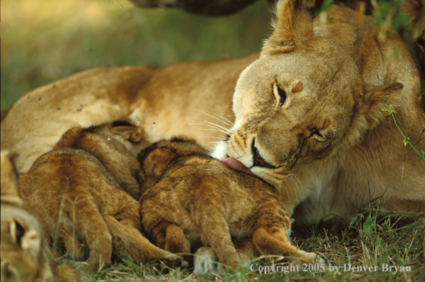 Lion cubs feeding from lioness. Africa.