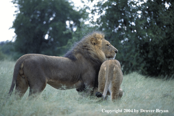 Male and female African lions in habitat. Africa