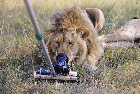 African lion checking out camera.