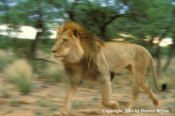 Male African lion in habitat. Africa