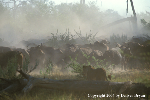 Female African lion hunting cape buffalo.