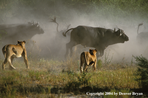 Female African lions hunting cape buffalo.