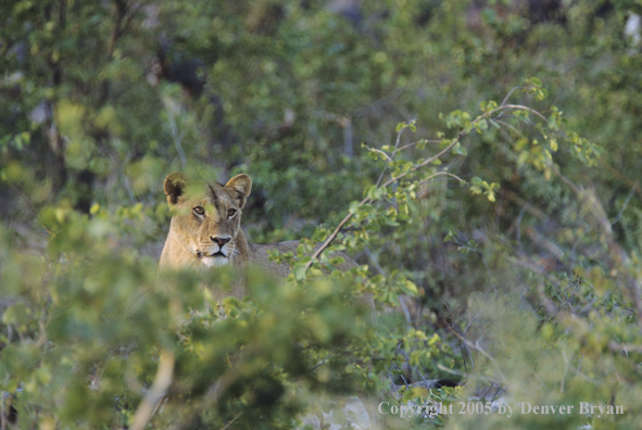 African lioness hunting.