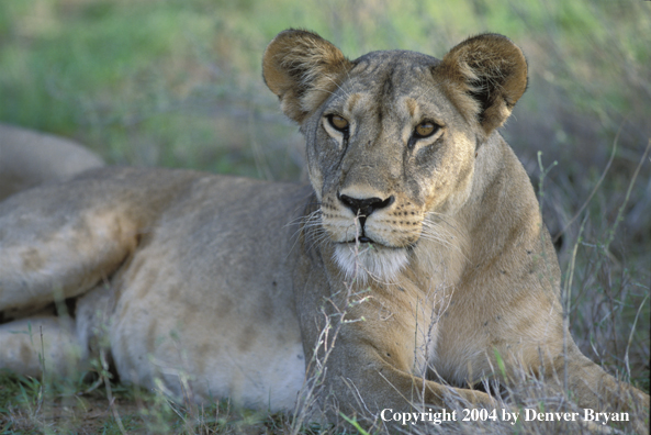 Female African lion in habitat.  Africa