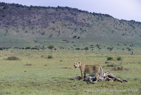 African lion feeding on zebra.