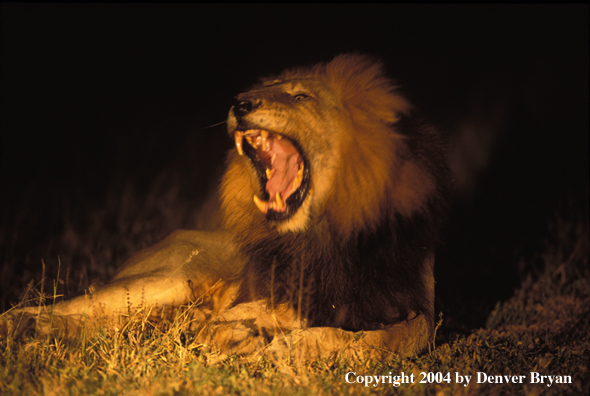 Male African lion at night. Africa