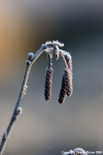 Frost covered vegetation.