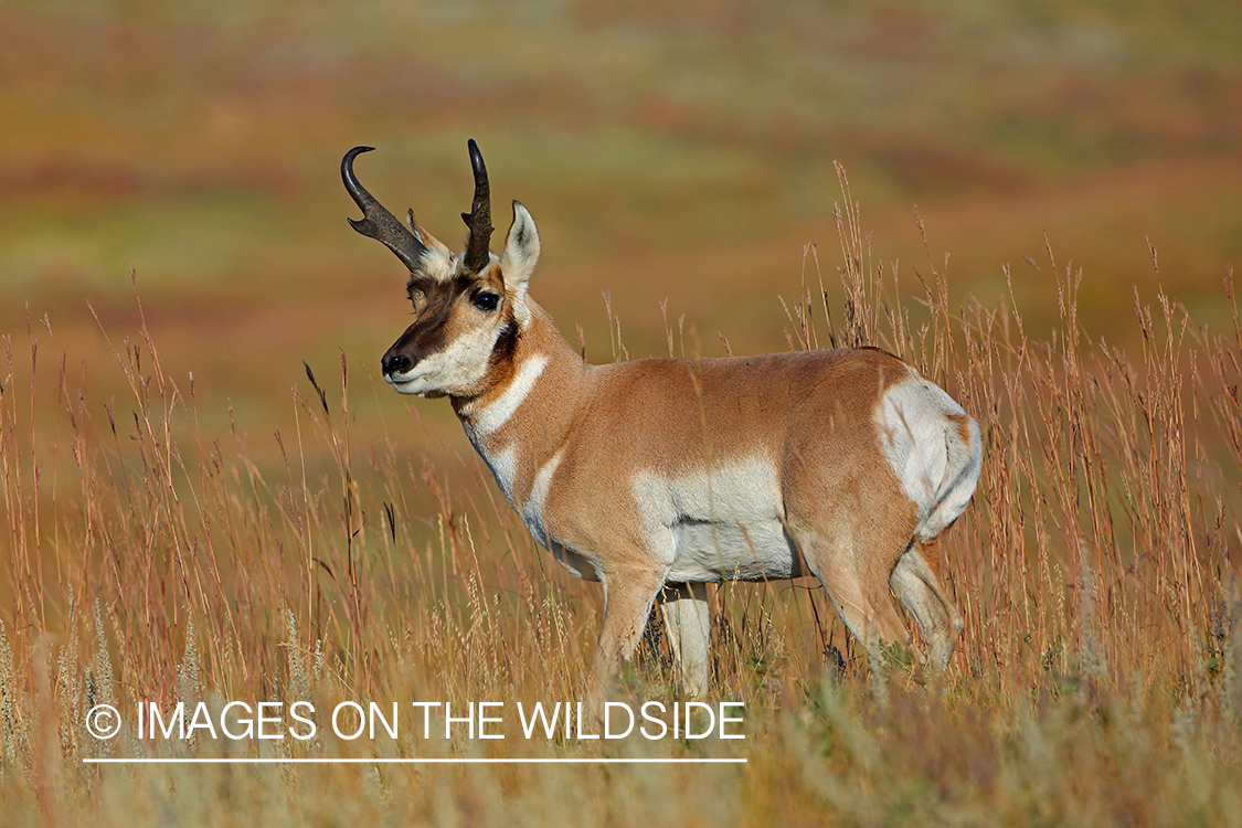 Pronghorn buck in field.