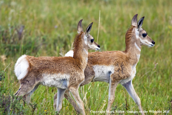 American Pronghorned Antelope fawns in habitat.