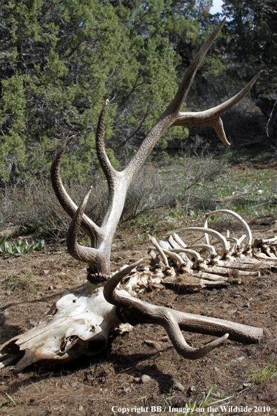 Bull Elk Skull/Antlers