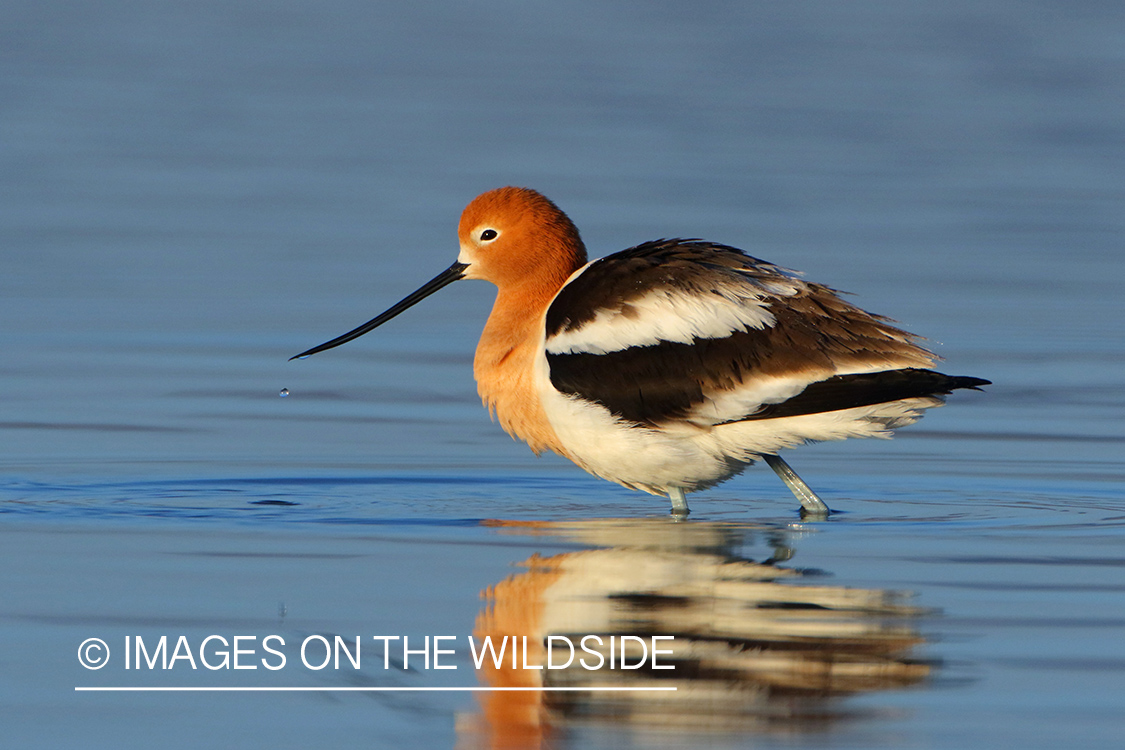 American Avocet