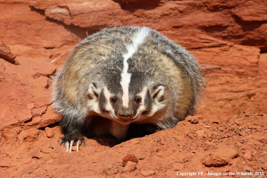 Badger in habitat.