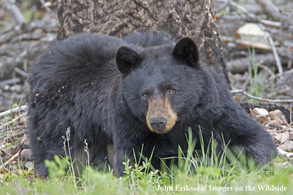 Black bear in habitat.