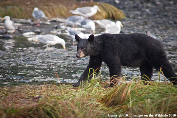 Black bear in habitat. 