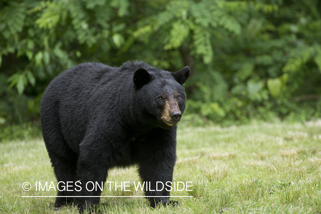 Black Bear in habitat.