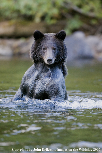 Brown bear in river.