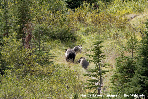 Sow and two cub grizzly bears in habitat.