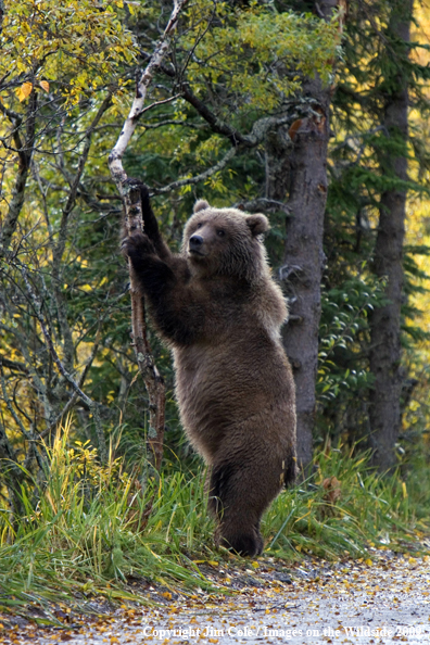 Grizzly bear in habitat