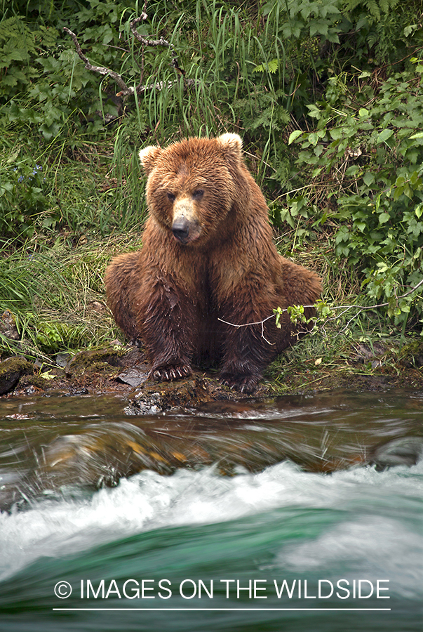 Grizzly bear next to river. 