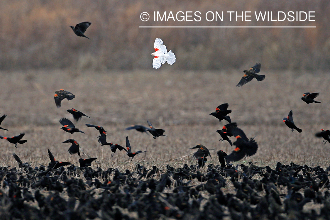 Red-winged blackbird (albino) in flock of blackbirds.