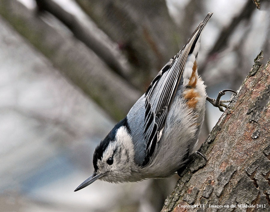 White-breasted Nuthatch in habitat.