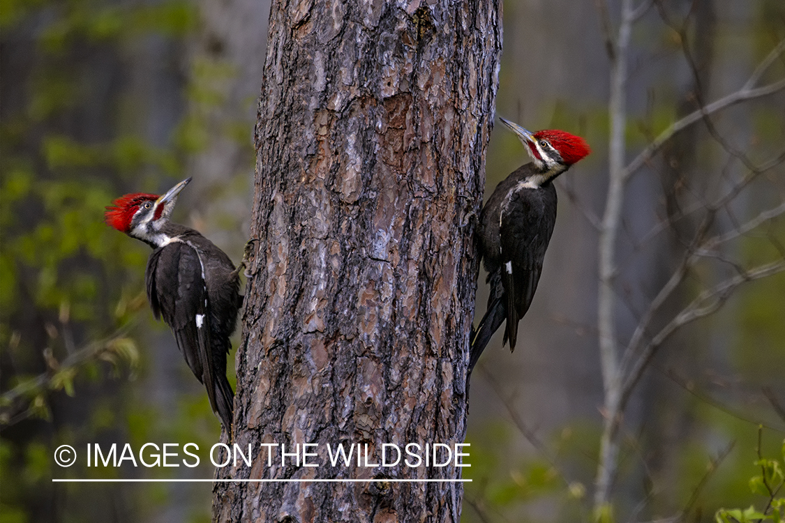 Pileated woodpeckers on tree.