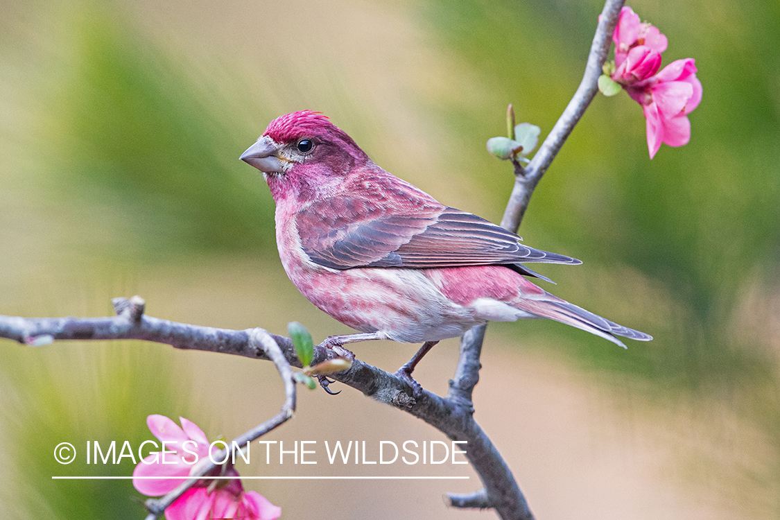 Purple Finch on branch.