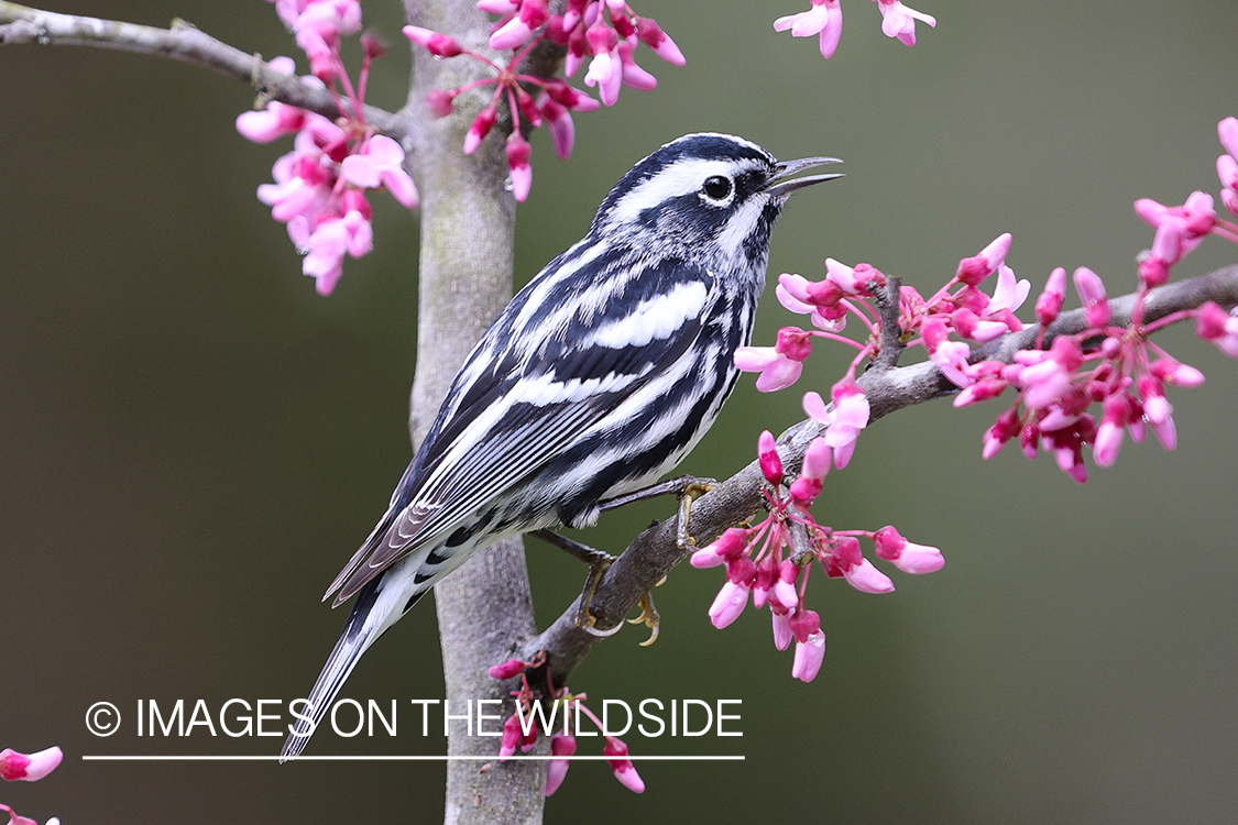 Black-and-white warbler on branch.