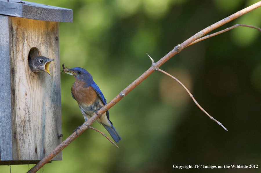 Bluebird feeding chick.