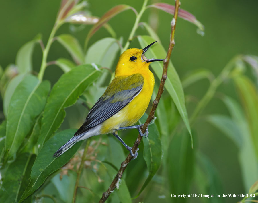 Prothonotory Warbler in habitat.