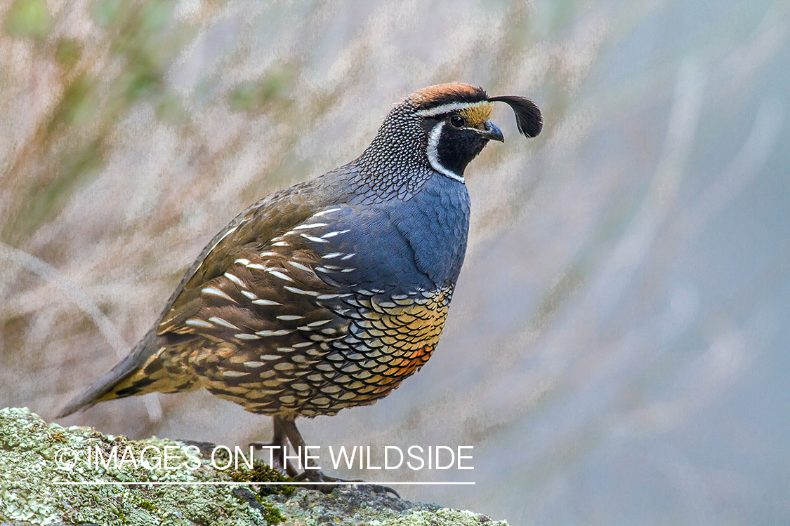 Male California (valley) quail