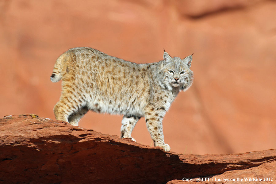 Bobcat in habitat.